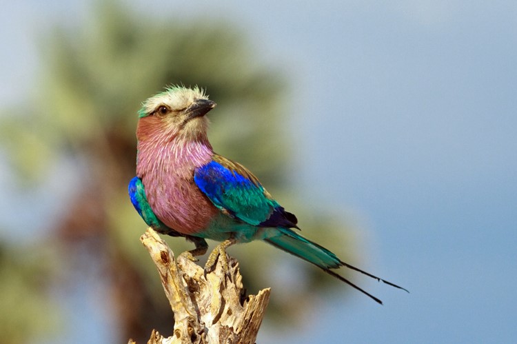 Kruger Nationaal Park, Zuid-Afrika
